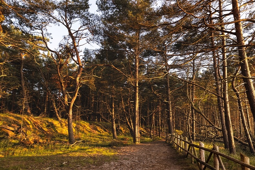 Zatopiony las w Czołpinie 